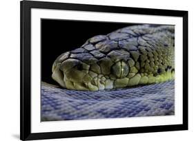 Malayopython Timoriensis (Timor Python)-Paul Starosta-Framed Photographic Print