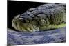 Malayopython Timoriensis (Timor Python)-Paul Starosta-Mounted Photographic Print