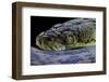 Malayopython Timoriensis (Timor Python)-Paul Starosta-Framed Photographic Print