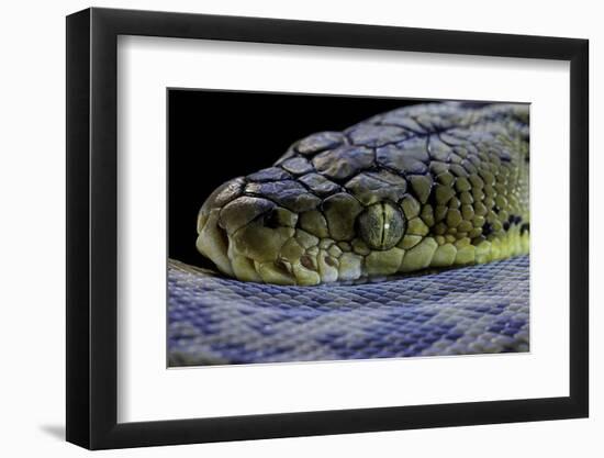 Malayopython Timoriensis (Timor Python)-Paul Starosta-Framed Photographic Print