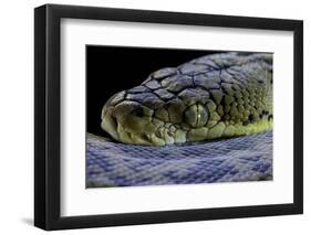 Malayopython Timoriensis (Timor Python)-Paul Starosta-Framed Photographic Print