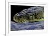 Malayopython Timoriensis (Timor Python)-Paul Starosta-Framed Photographic Print