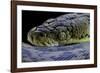 Malayopython Timoriensis (Timor Python)-Paul Starosta-Framed Photographic Print