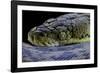 Malayopython Timoriensis (Timor Python)-Paul Starosta-Framed Photographic Print