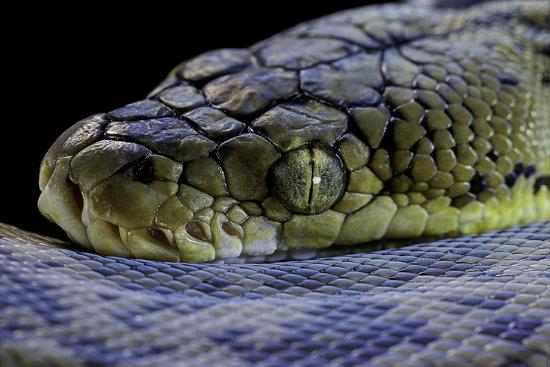 'Malayopython Timoriensis (Timor Python)' Photographic Print - Paul ...