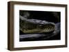 Malayopython Timoriensis (Timor Python)-Paul Starosta-Framed Photographic Print