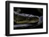 Malayopython Timoriensis (Timor Python)-Paul Starosta-Framed Photographic Print