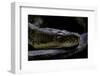 Malayopython Timoriensis (Timor Python)-Paul Starosta-Framed Photographic Print