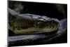 Malayopython Timoriensis (Timor Python)-Paul Starosta-Mounted Photographic Print