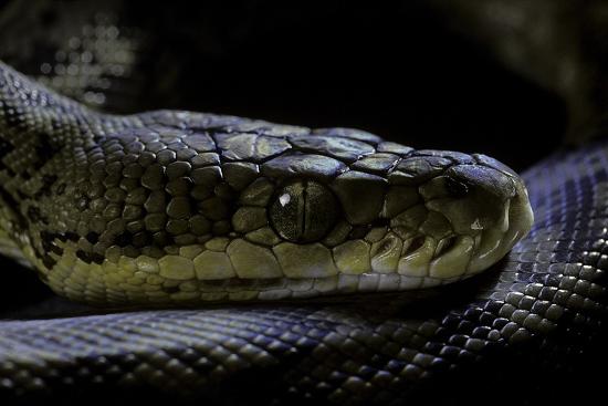 'Malayopython Timoriensis (Timor Python)' Photographic Print - Paul ...