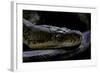 Malayopython Timoriensis (Timor Python)-Paul Starosta-Framed Photographic Print