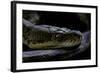 Malayopython Timoriensis (Timor Python)-Paul Starosta-Framed Photographic Print
