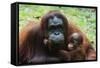 Malaysia, Sarawak, Semenggoh Nature Reserve, Orangutan and Baby-Nico Tondini-Framed Stretched Canvas