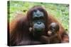 Malaysia, Sarawak, Semenggoh Nature Reserve, Orangutan and Baby-Nico Tondini-Stretched Canvas