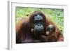 Malaysia, Sarawak, Semenggoh Nature Reserve, Orangutan and Baby-Nico Tondini-Framed Photographic Print