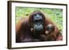 Malaysia, Sarawak, Semenggoh Nature Reserve, Orangutan and Baby-Nico Tondini-Framed Photographic Print