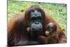 Malaysia, Sarawak, Semenggoh Nature Reserve, Orangutan and Baby-Nico Tondini-Mounted Photographic Print