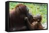 Malaysia, Sarawak, Semenggoh Nature Reserve, Orangutan and Baby-Nico Tondini-Framed Stretched Canvas