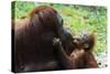 Malaysia, Sarawak, Semenggoh Nature Reserve, Orangutan and Baby-Nico Tondini-Stretched Canvas