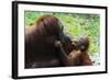 Malaysia, Sarawak, Semenggoh Nature Reserve, Orangutan and Baby-Nico Tondini-Framed Photographic Print