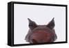Malaysian Horned Frog-DLILLC-Framed Stretched Canvas