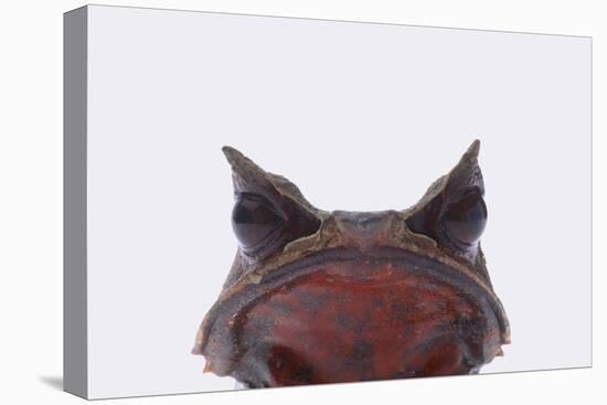 Malaysian Horned Frog-DLILLC-Stretched Canvas