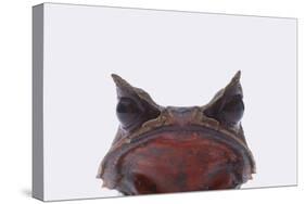 Malaysian Horned Frog-DLILLC-Stretched Canvas