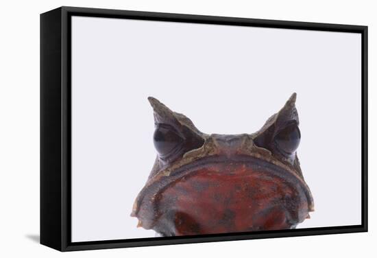 Malaysian Horned Frog-DLILLC-Framed Stretched Canvas