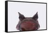 Malaysian Horned Frog-DLILLC-Framed Stretched Canvas