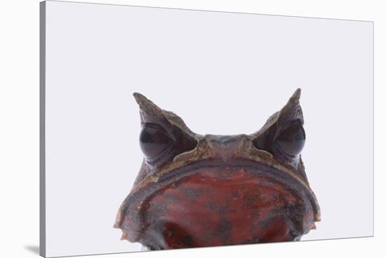 Malaysian Horned Frog-DLILLC-Stretched Canvas