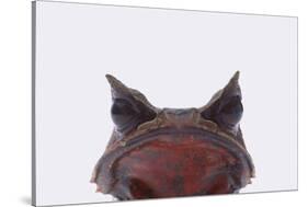 Malaysian Horned Frog-DLILLC-Stretched Canvas