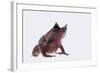 Malaysian Horned Frog-DLILLC-Framed Photographic Print