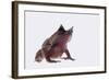 Malaysian Horned Frog-DLILLC-Framed Photographic Print