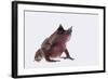 Malaysian Horned Frog-DLILLC-Framed Photographic Print