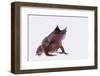 Malaysian Horned Frog-DLILLC-Framed Photographic Print