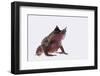 Malaysian Horned Frog-DLILLC-Framed Photographic Print