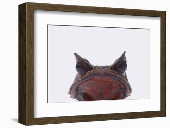 Malaysian Horned Frog-DLILLC-Framed Photographic Print