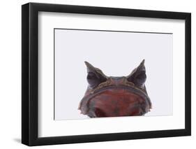 Malaysian Horned Frog-DLILLC-Framed Photographic Print