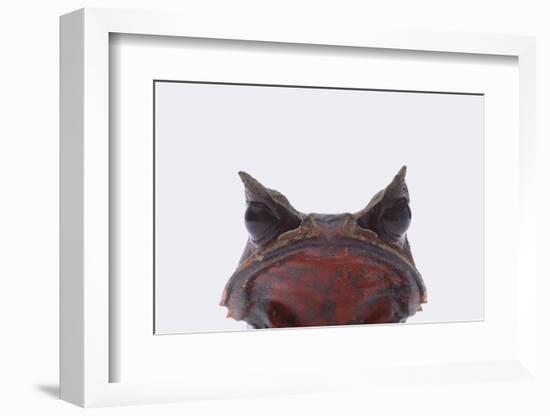Malaysian Horned Frog-DLILLC-Framed Photographic Print