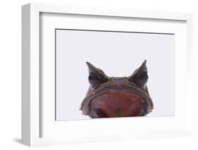Malaysian Horned Frog-DLILLC-Framed Photographic Print