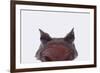 Malaysian Horned Frog-DLILLC-Framed Photographic Print