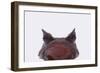 Malaysian Horned Frog-DLILLC-Framed Photographic Print