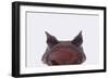 Malaysian Horned Frog-DLILLC-Framed Photographic Print