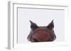 Malaysian Horned Frog-DLILLC-Framed Photographic Print