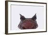 Malaysian Horned Frog-DLILLC-Framed Photographic Print