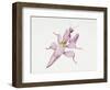 Malaysian Orchid Mantis (Hymenopus Coronatus), Mantidae, Artwork by Tim Haiward-null-Framed Giclee Print