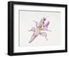 Malaysian Orchid Mantis (Hymenopus Coronatus), Mantidae, Artwork by Tim Haiward-null-Framed Giclee Print