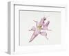 Malaysian Orchid Mantis (Hymenopus Coronatus), Mantidae, Artwork by Tim Haiward-null-Framed Giclee Print