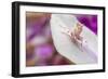 Malaysian Orchid Mantis (Hymenopus Coronatus) Pink Colour Morph, Camouflaged On An Orchid-Alex Hyde-Framed Photographic Print