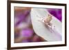 Malaysian Orchid Mantis (Hymenopus Coronatus) Pink Colour Morph, Camouflaged On An Orchid-Alex Hyde-Framed Photographic Print